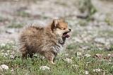 SPITZ ALLEMAND 065